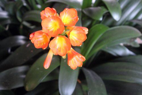 2 clivia 13 fév 2013 004.jpg