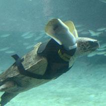 Deuxième vie pour une tortue attaquée par un requin