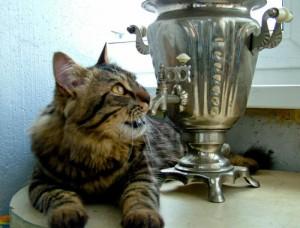 Chat et Samovars 0_1c5c9_30487b3b_XL