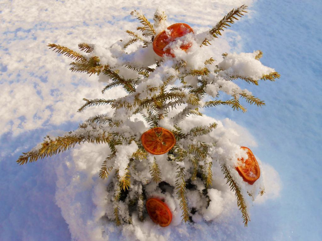 sweet orange sapin_hirondellina