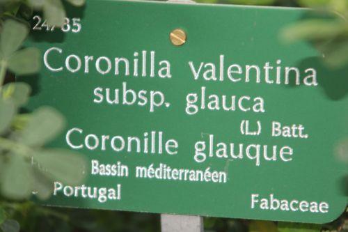 6 coronilla valentina bl paris 21 janv 2012 160 (2).jpg
