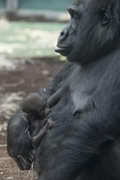 Un bébé gorille au jardin zoologique d'Hellabrun