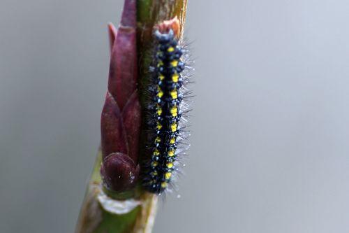 Callimorpha dominula, les premières chenilles 5 callimorpha dominula romi 16 fév 2013 054.jpg