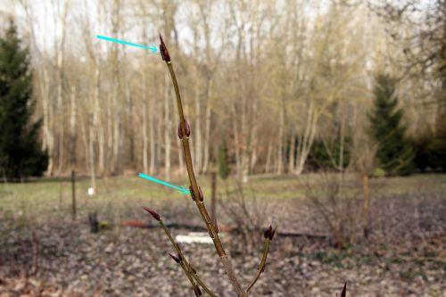 Callimorpha dominula, les premières chenilles 1 callimorpha dom bl romi 16 fév 2013 pa 051.jpg