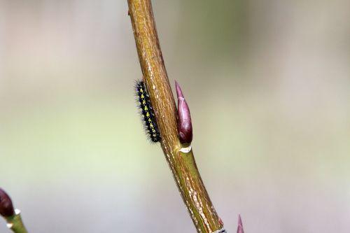 Callimorpha dominula, les premières chenilles 3 callimorpha dominula romi 16 fév 2013 052.jpg