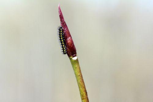 Callimorpha dominula, les premières chenilles 2 callimorpha dominula romi 16 fév 2013 053.jpg