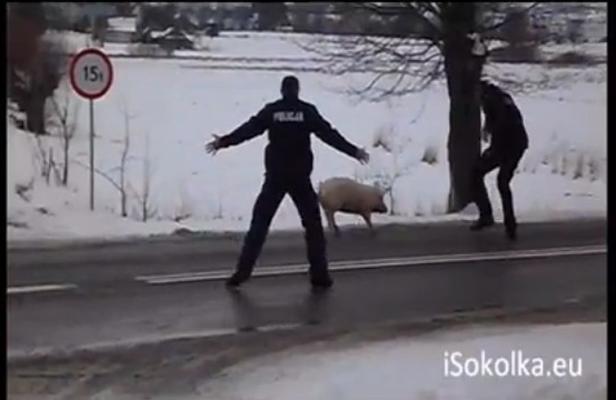 VIDEO. En Pologne, un cochon fugueur mène les policiers en bourrique pendant deux heures