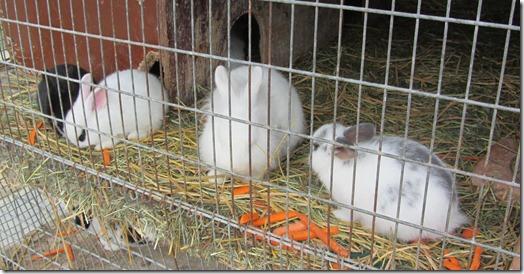 Fevrier2013_208 Fevrier2013_208