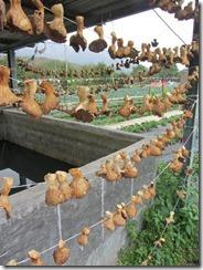 Fevrier2013_292 Fevrier2013_292