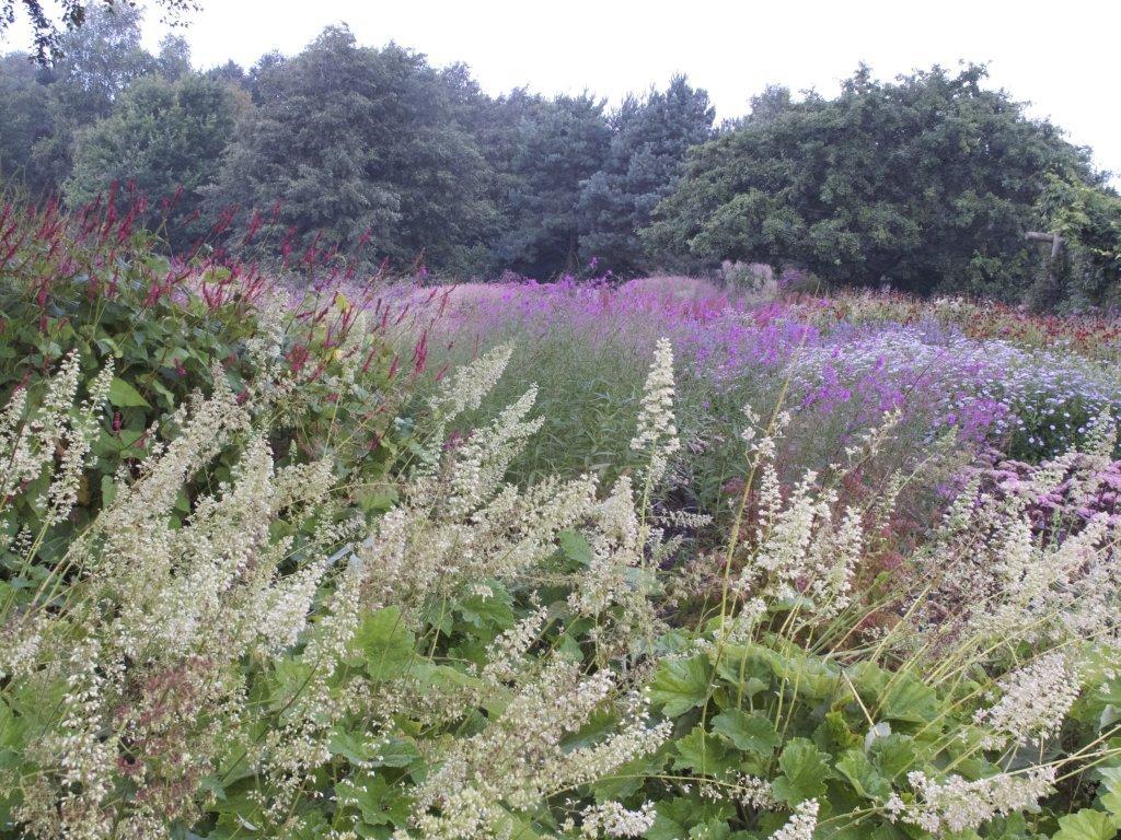 Piet Oudolf, landscape designer Pensthorpe-2