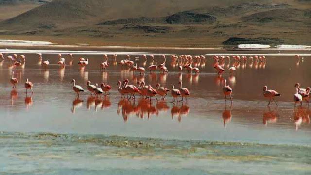 La laguna colorada La laguna colorada