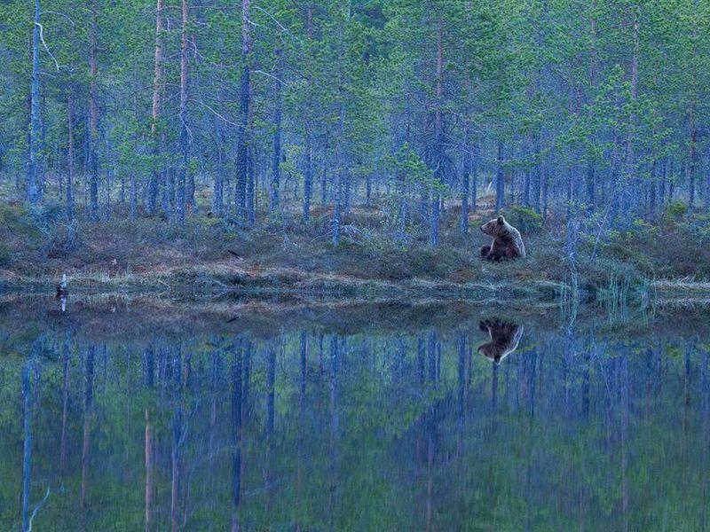 Bear-finland-forest_62972_990x742 monet-pour-de-vrai