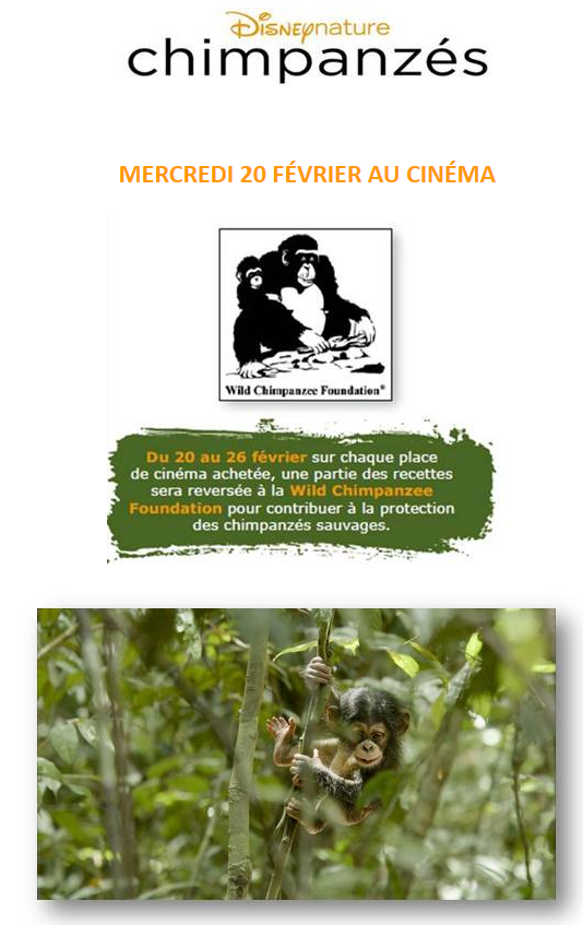 Disneynature Chimpanzés : Découvrez la featurette sur la préservation des chimpanzés !‏