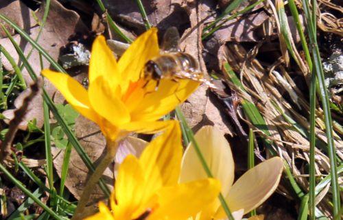 crocus abeille 16 fév 2013 009 (1).jpg