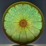 Dennis Wojtkiewicz – Fruits Translucides Wojtkiewicz - Fruits 03