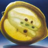 Dennis Wojtkiewicz – Fruits Translucides Wojtkiewicz - Fruits 06