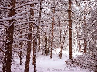 L'appel de la forêt L'appel de la forêt