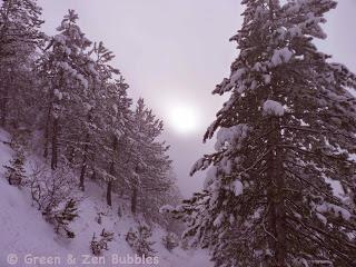 L'appel de la forêt L'appel de la forêt