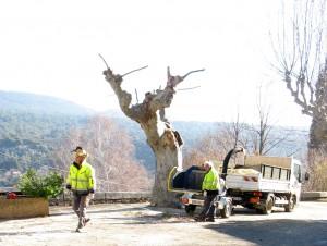 005 Travaux d’élagage