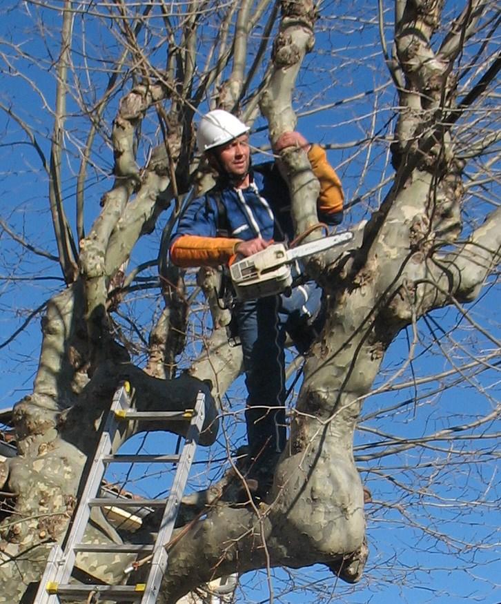 011 - Copie Travaux d’élagage