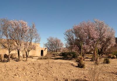 Dans le désert marocain