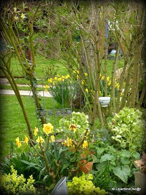 Le jaune au jardin... Le jaune au jardin...