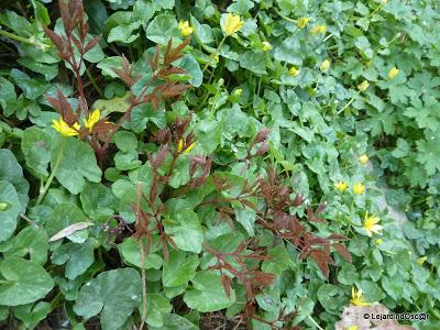 Le jaune au jardin... Le jaune au jardin...