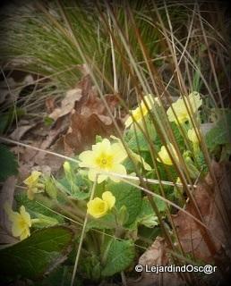 Le jaune au jardin... Le jaune au jardin...