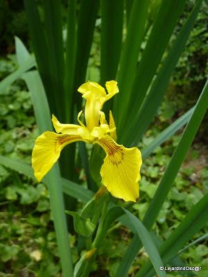 Le jaune au jardin... Le jaune au jardin...