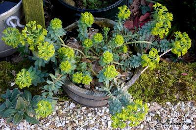 Le jaune au jardin... Le jaune au jardin...
