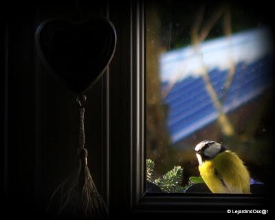 Le jaune au jardin... Le jaune au jardin...