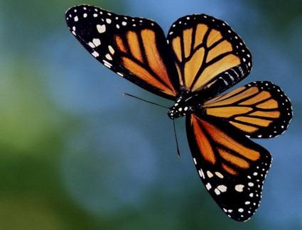 Papillon Monarque en vol