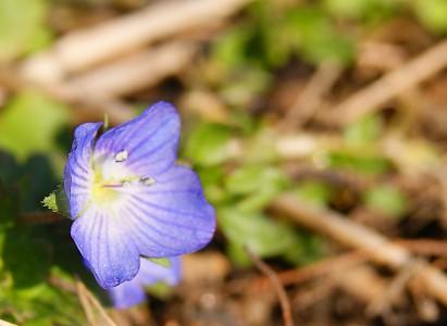fleur bleue véronique