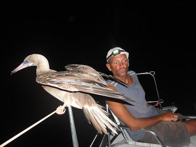 Cook, Samoa, Fidjis, toujours plus à l'Ouest... Cook, Samoa, Fidjis, toujours plus à l'Ouest...