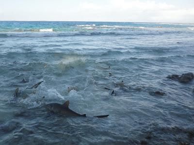 Cook, Samoa, Fidjis, toujours plus à l'Ouest... Cook, Samoa, Fidjis, toujours plus à l'Ouest...