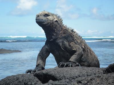 Galapagos : un bestiaire onéreux Galapagos : un bestiaire onéreux