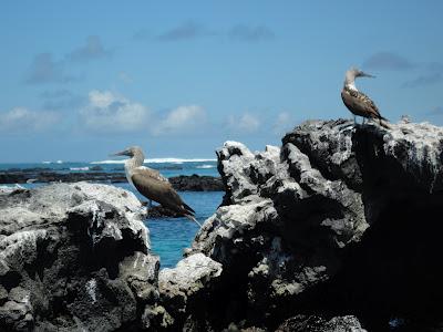 Galapagos : un bestiaire onéreux Galapagos : un bestiaire onéreux