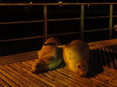 Galapagos : un bestiaire onéreux Galapagos : un bestiaire onéreux