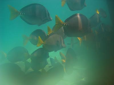 Galapagos : un bestiaire onéreux Galapagos : un bestiaire onéreux