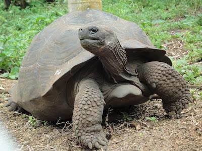Galapagos : un bestiaire onéreux Galapagos : un bestiaire onéreux