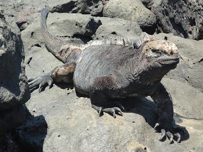 Galapagos : un bestiaire onéreux Galapagos : un bestiaire onéreux