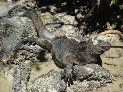 Galapagos : un bestiaire onéreux Galapagos : un bestiaire onéreux