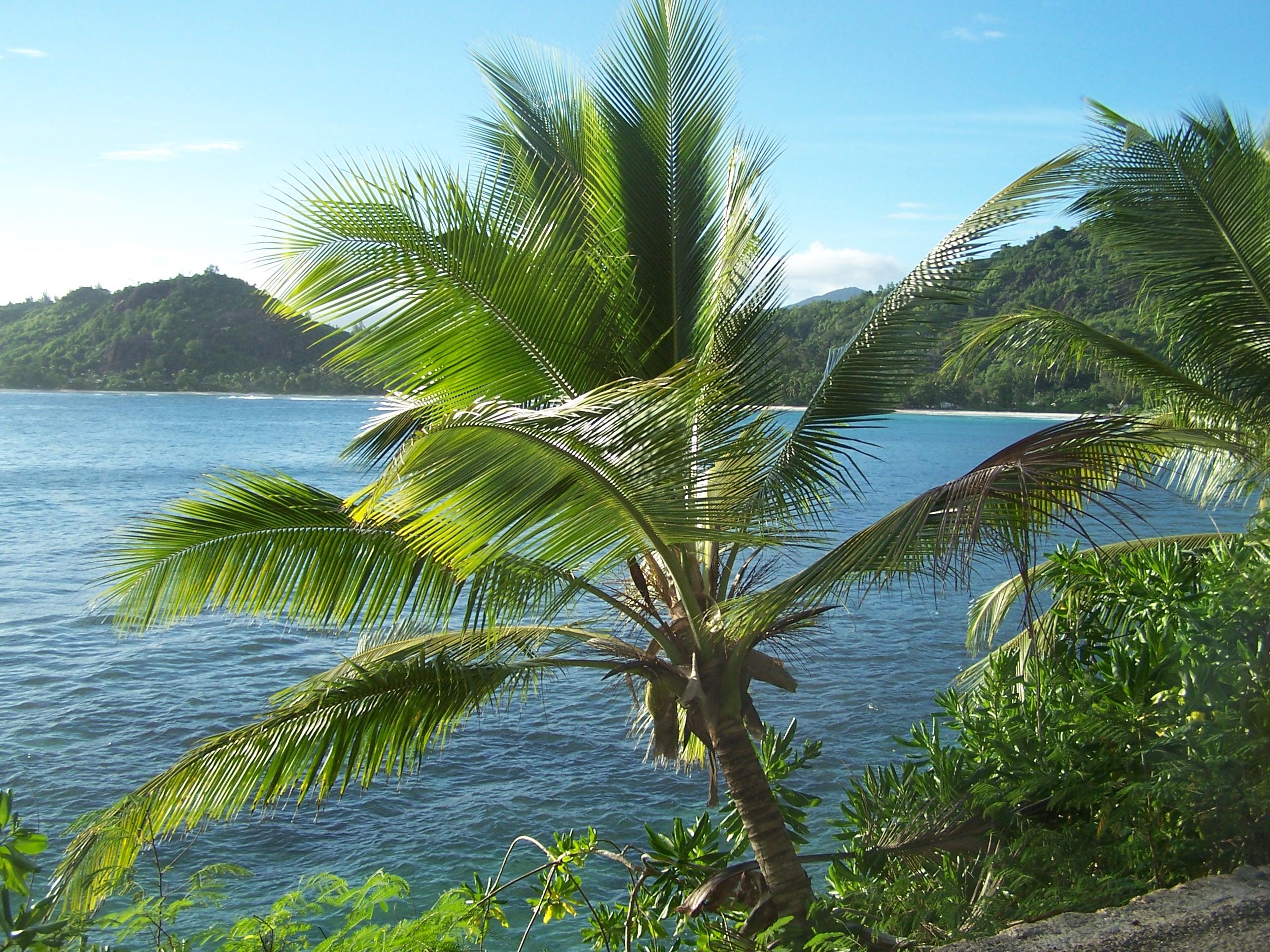 SEYCHELLES : Ile de MAHE jour 1 http://img11.hostingpics.net/pics/65765917MahBaieLazare1.jpg