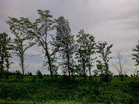 Van Gogh de près Van Gogh de près
