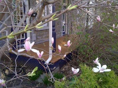 Magnolias et forsythia