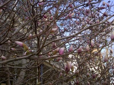 Magnolias et forsythia