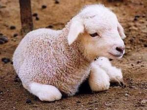 agneau-2109762ca4 L’agneau gras