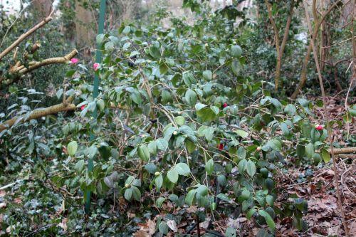Camellia 1 gloire de nantes 23 fév 2013 004.jpg
