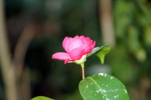Camellia gloire de nantes 23 fév 2013 003.jpg