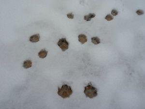 Billet d'humeur en ce dimanche enneigé et glacial P1050890